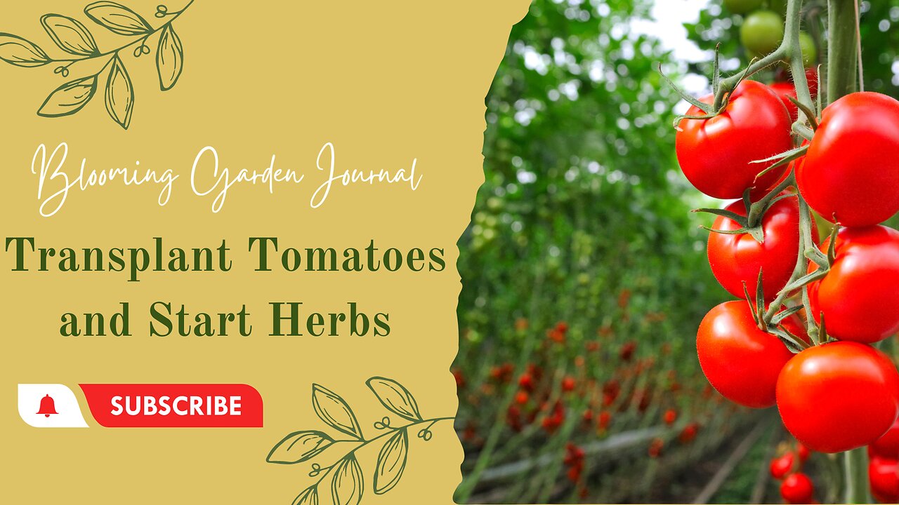 Transplant Tomatoes and Start Herbs