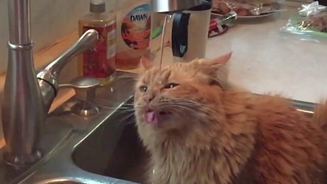 "A Cat Drinks Water In Slow Motion"