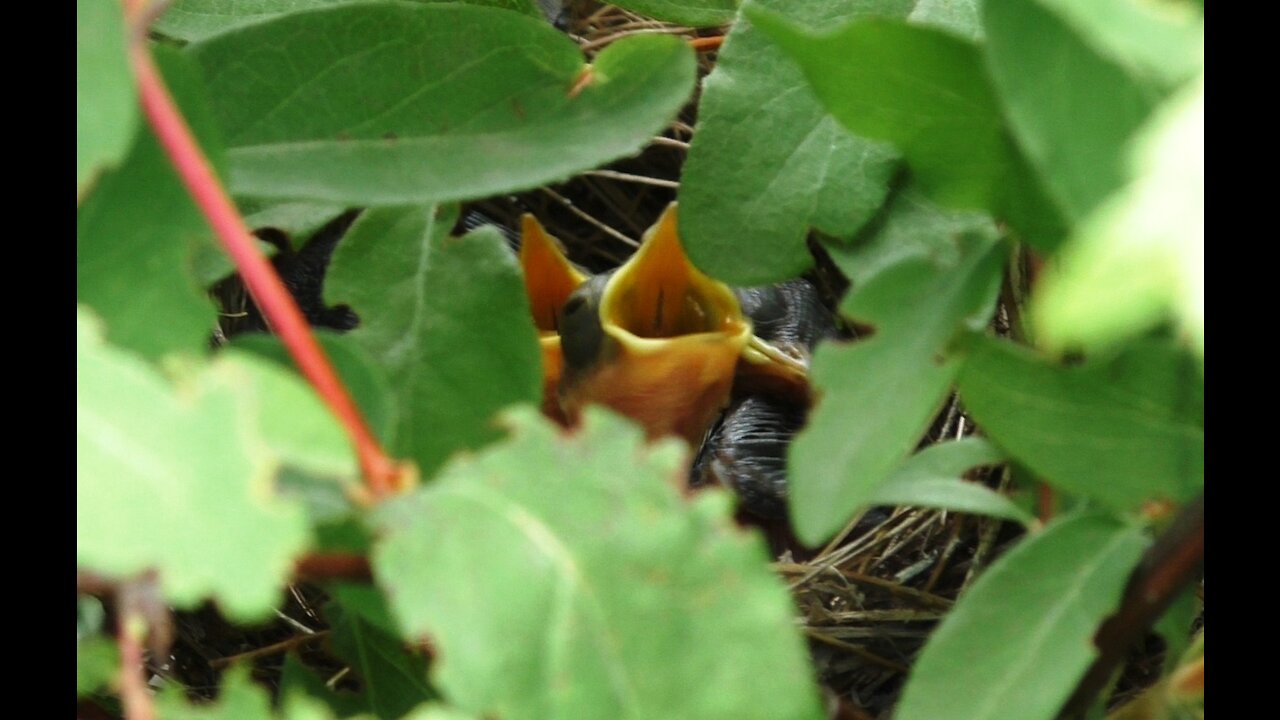 Nest in a honeysuckle bush