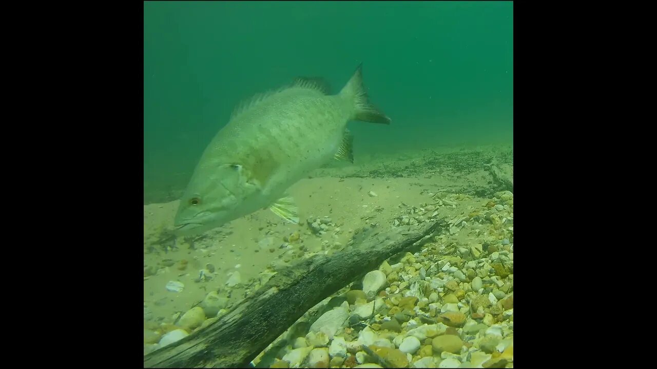 smallmouth