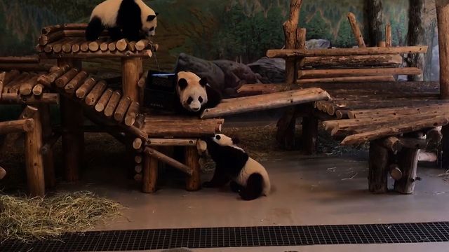 Baby Panda Takes A Tumble