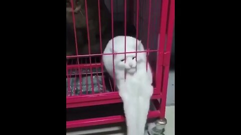 PLAYING CAT VIDEO MEAWWW