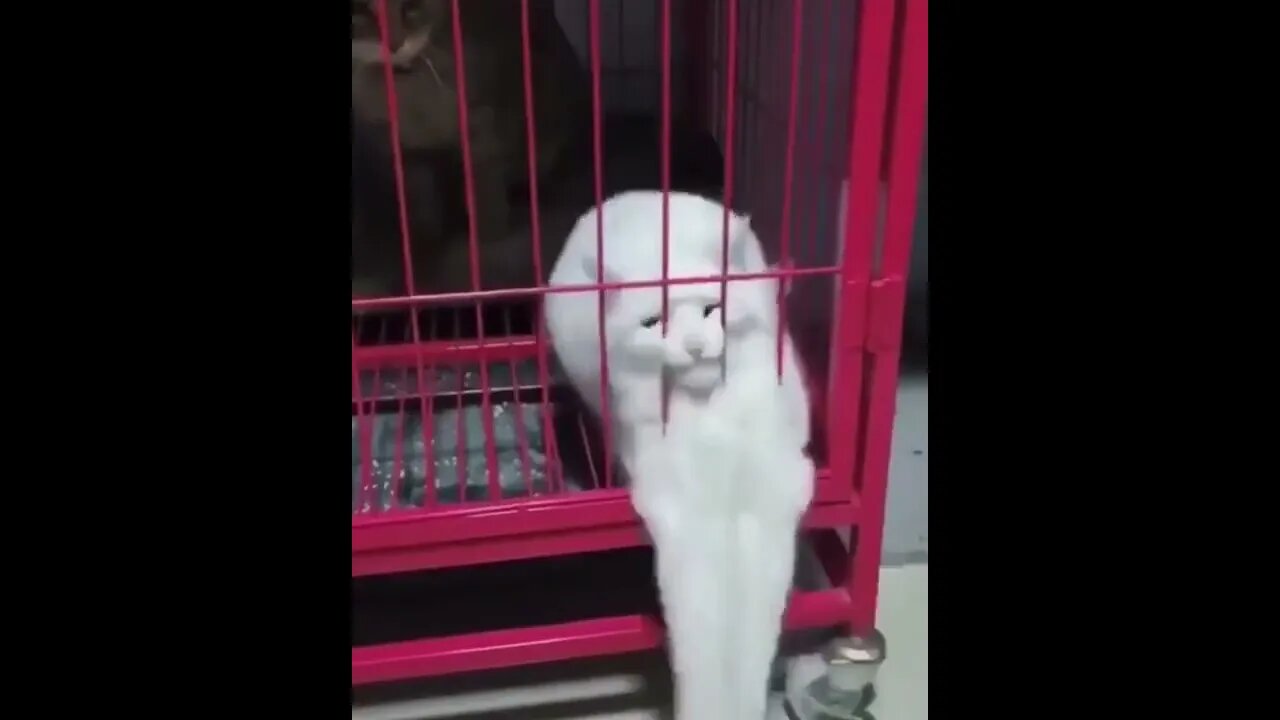 PLAYING CAT VIDEO MEAWWW