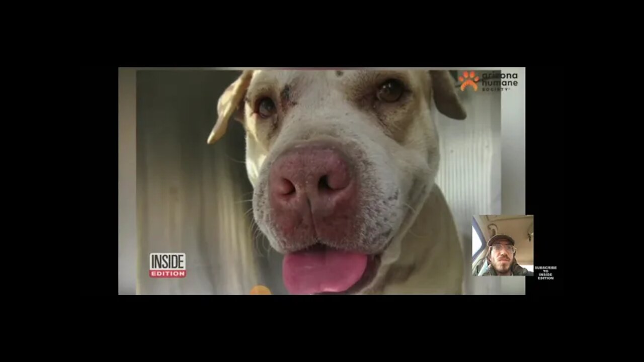 Cute Dog After Getting its Head Stuck In A Cinder Block Wall