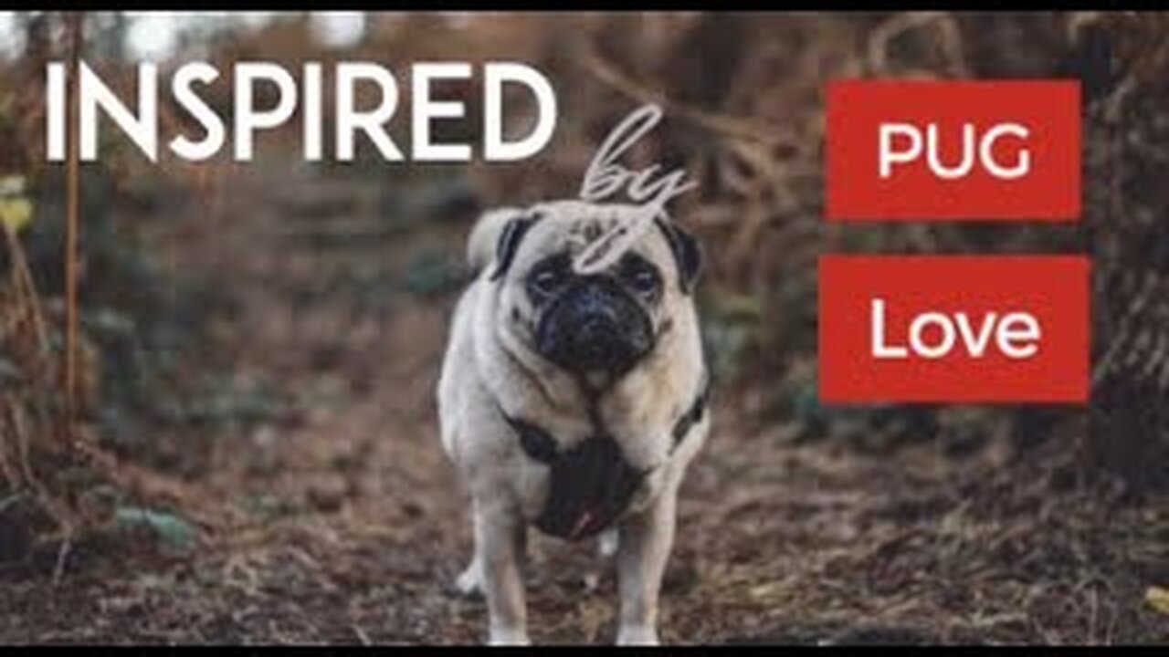 ☆ INSPIRED BY Pugs | Adorable Pug Compilation - Cute Dog Videos | Pug Love