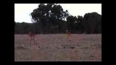 Kenya 2006