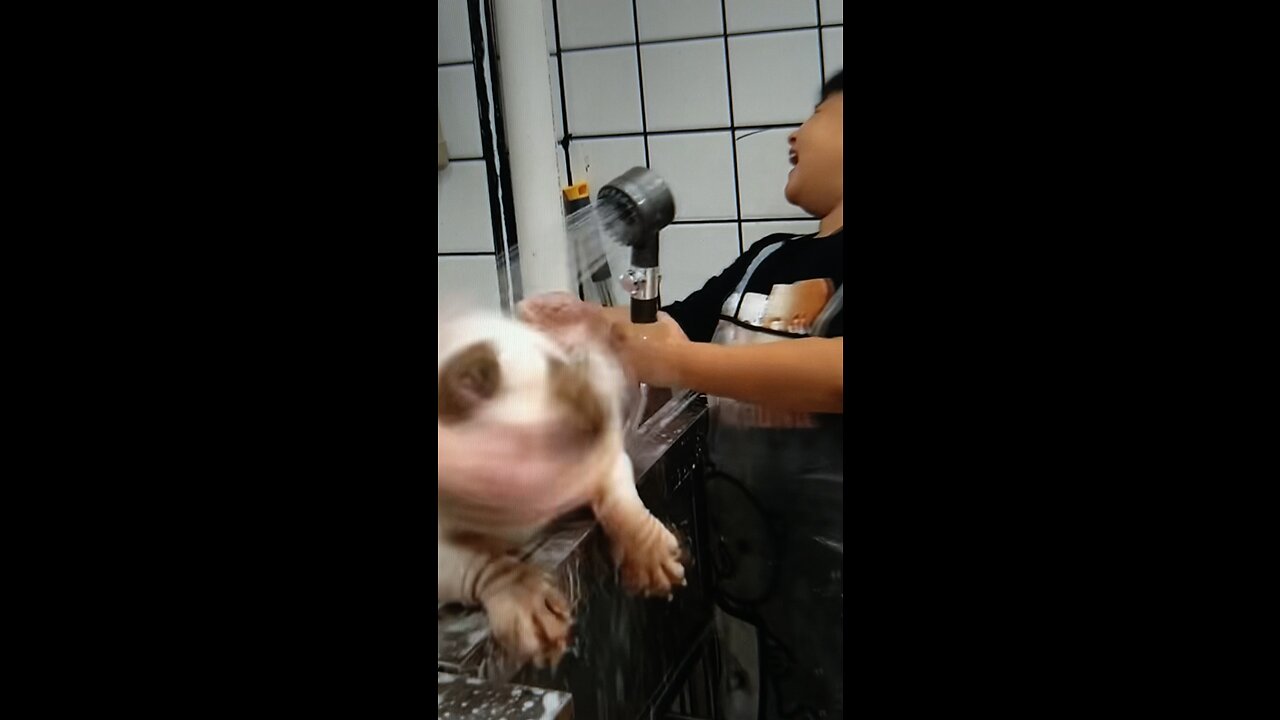 Bathing A Dog May Not Be For Kids! But This Is His First Customer!