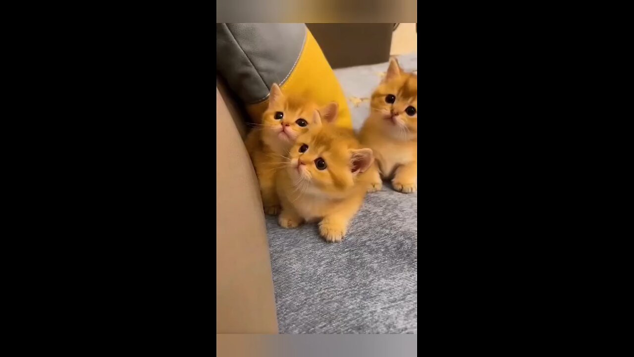 cute kittens 😍😍