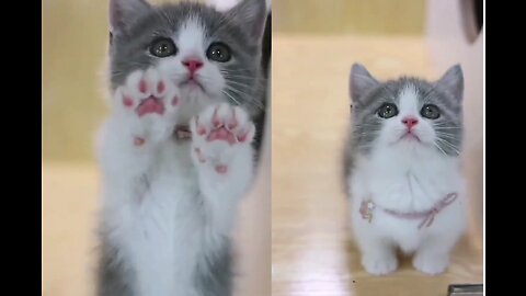 Beautiful cute😍 cat 🐱