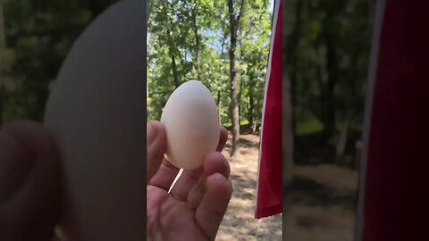 #VR #2ar #tactical #chickens #eggs