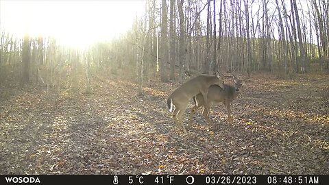 March Madness! Lost his horns but not his smooth approach!