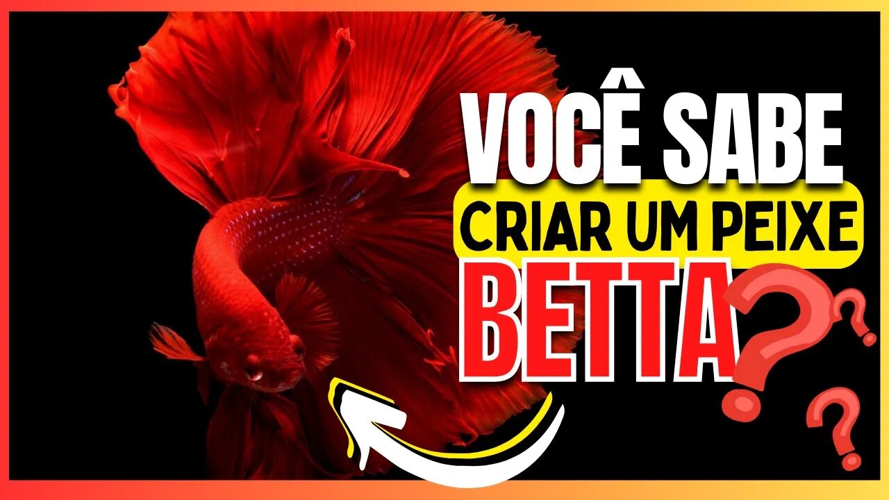 Você sabe criar um peixe betta?