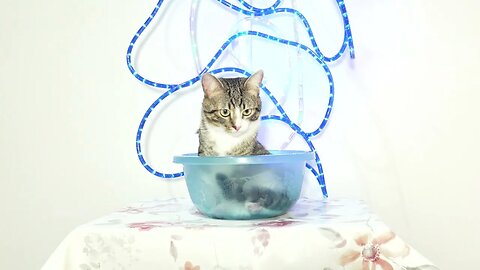 The Cat in the Basin