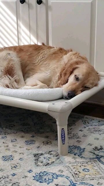 Charleigh the Golden Trumpster