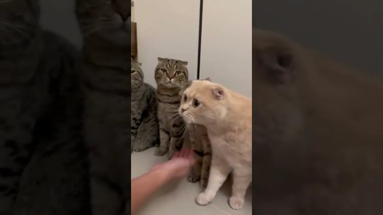 Everyone is so polite | Cats and their human