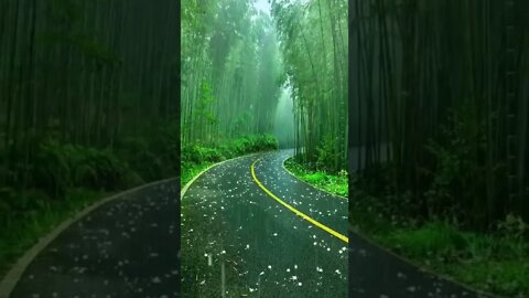 Heavy rain in a beautiful forest #shorts