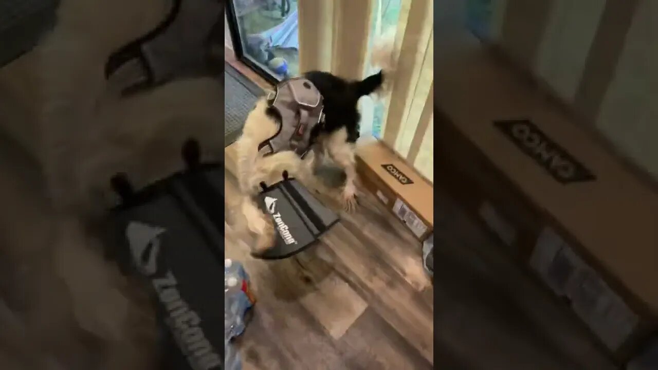 Neck Cone For Dogs That Works!