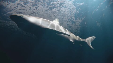💤Shark Swimming Water Sounds 11 hours︱Deep SLEEP, Relieve Stress, Meditate⚡🌧