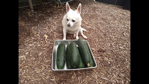 Hossinator Cucumbers Still Going Strong 7/4/24