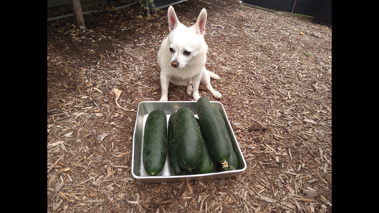 Hossinator Cucumbers Still Going Strong 7/4/24