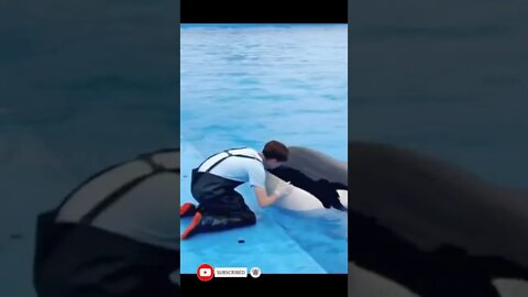 🐬Dolphin kiss 💋 #shorts #trending #viral #dolphin