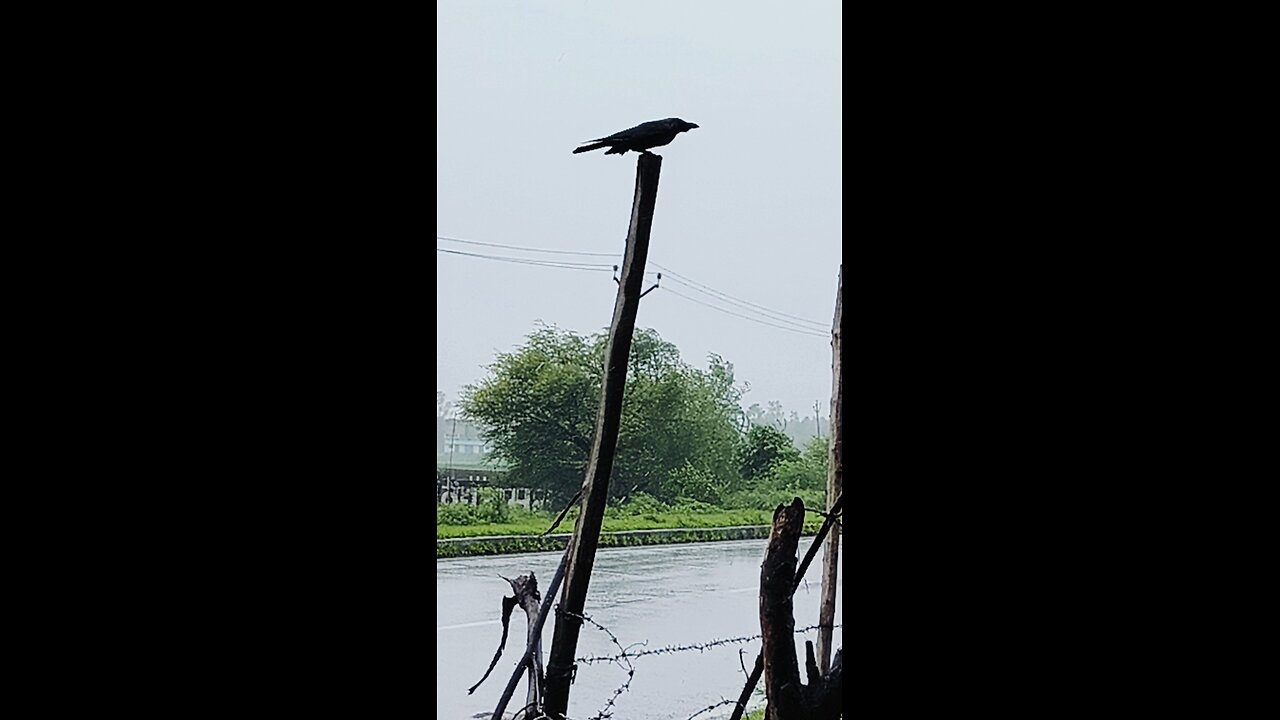 Crow enjoying rain