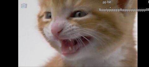 funny cat video