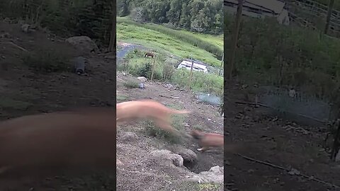 Farm cam: monitoring animals