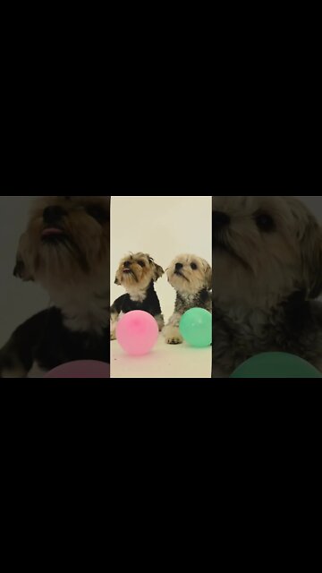 #Shorts #Animal #Adorable #Dog #Peace #Love #Care