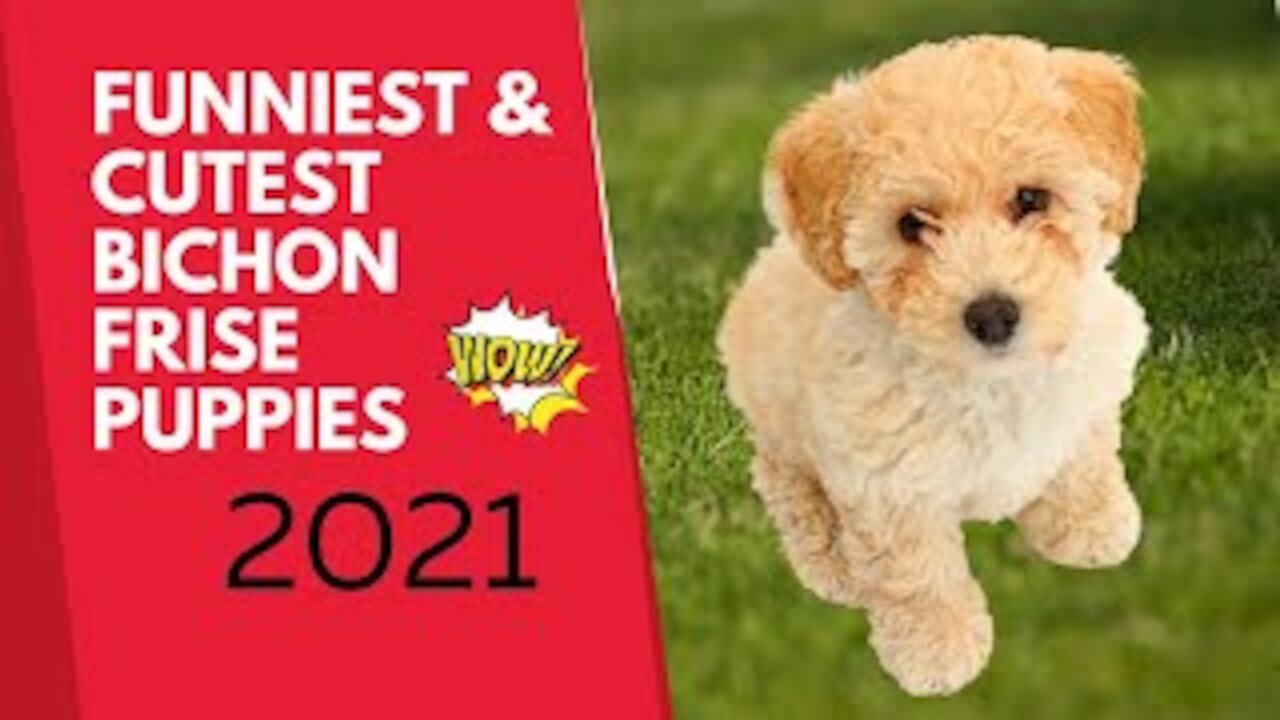 Funnyest Cutest Bichon Frise Puppy Lovely moments 2021