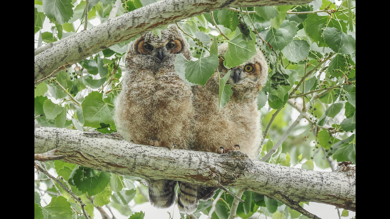 Great Horned Owls