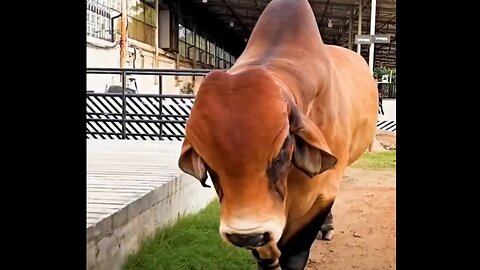 American Brahman bull roaming around the farm