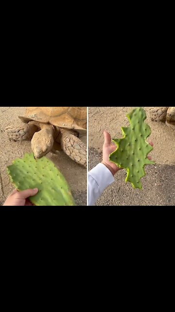 Giant tortoise hungry eating leaves made Christmas tree of leaves