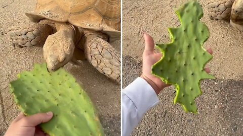 Giant tortoise hungry eating leaves made Christmas tree of leaves