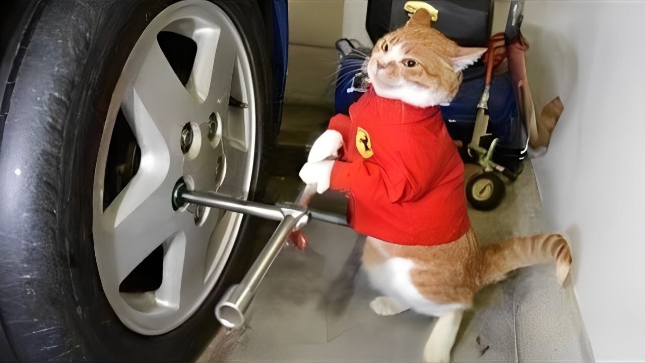 When you own a Cat with an IQ 200 😲Funny Cat Videos