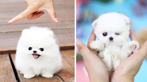 Cute Puppies Cute Funny and Smart Dogs Compilation - Cute Buddy