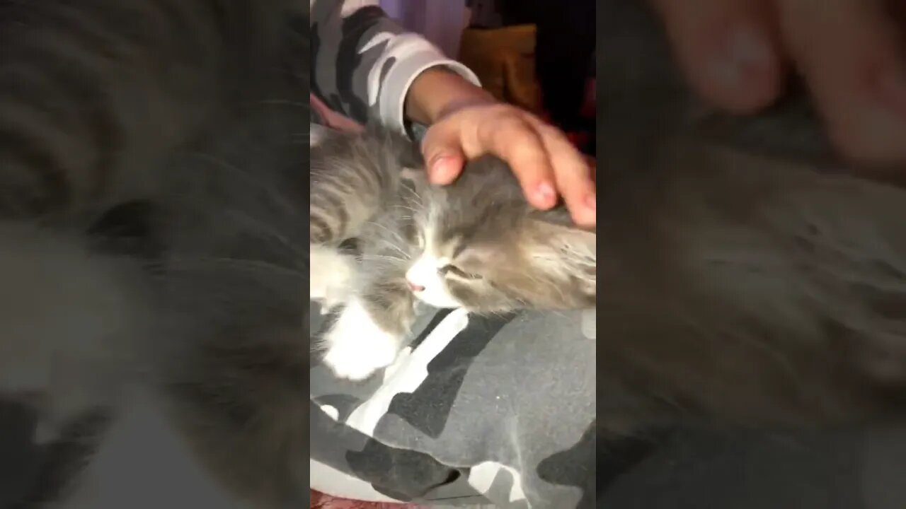 Поспать бы😜 #кот #котенок #shortvideo #cat #cats #shorts #short #tim #тим #scorpions