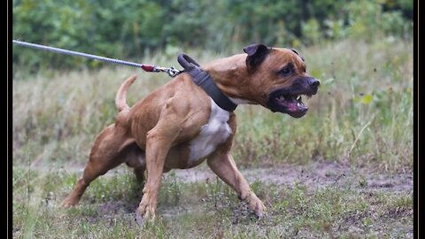 How To Make Dog Become Fully Aggressive With some Few Simple Tips and tricks