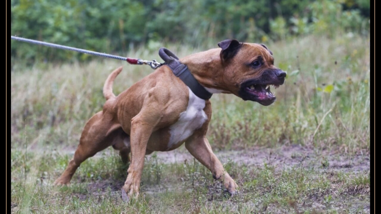 How To Make Dog Become Fully Aggressive With some Few Simple Tips and tricks