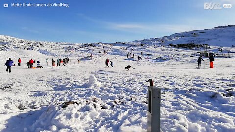 Wallaby passeia pela neve na Tasmânia