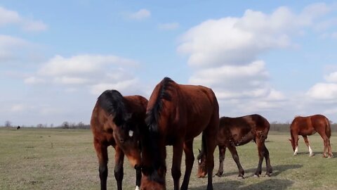 Chechnya Very beautiful horses! Just an idyll! animal life in autumn