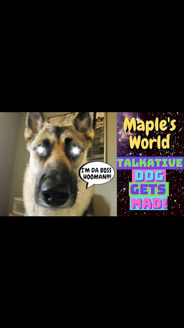 Talkative Dog Doesn't Want To Wear Her leash