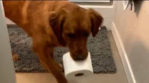 Dog trained in subtle art of bringing toilet paper