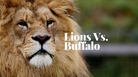 Lions Versus Buffalo - A NatGeo Documentary