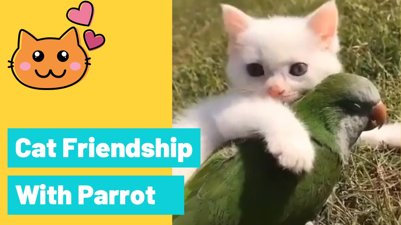 Cute Cate Friendship With Parrot