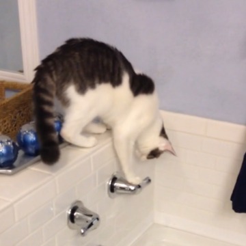 Incredible Cat Turns On The Bath