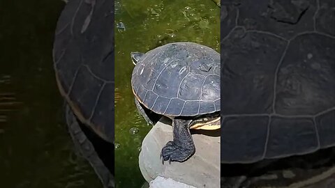 Beautiful yellow bellied slider diving into pond #shorts #turtle