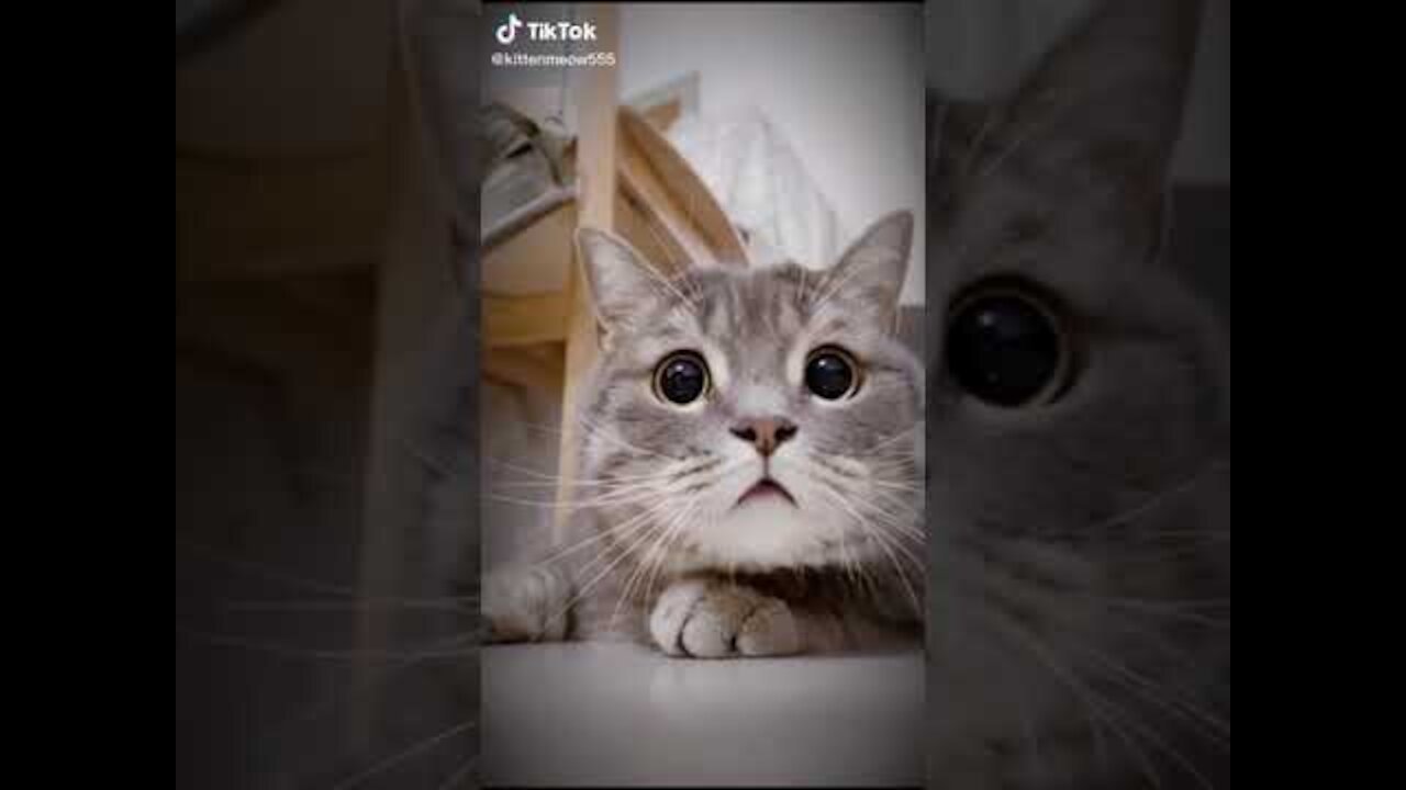 Lovely Cat, funny cats, funny cat videos 1207