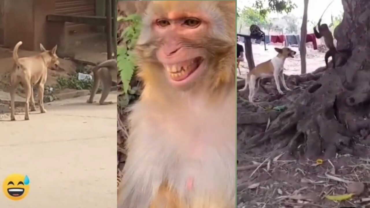 Animal Funny shorts Video | dog fight vs big monkey | #ShortVideo #Rumble