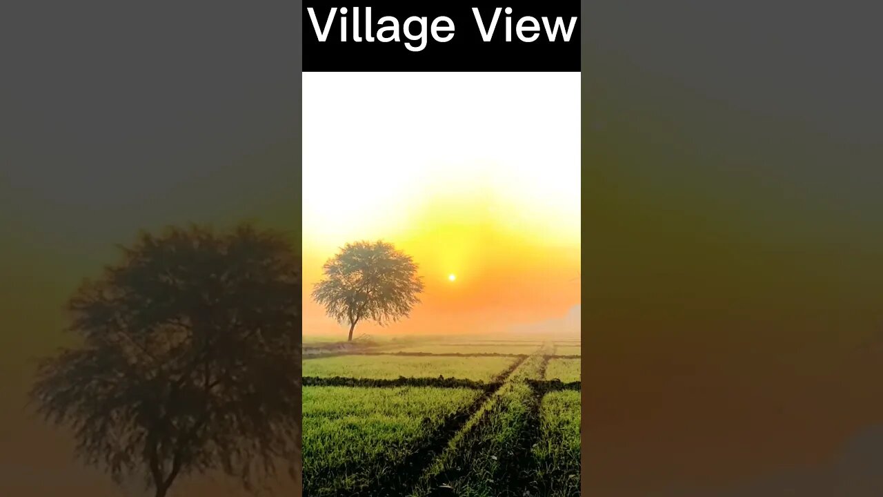 Beautiful Village View || Punjab ❤ #shorts #viralshorts